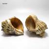 Red Plum Spiral Shell: Hermit Crab Replacement & Aquarium Decoration