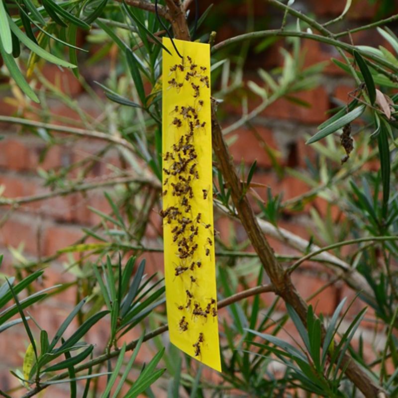Premium 5pcs Outdoor Yellow Sticky Glue Flying Pest Insect Papers Traps For Bugs
