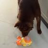 Cães – Brinquedos para cães