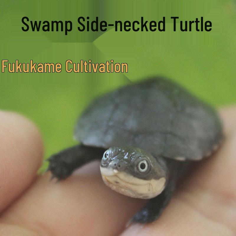 West African Swamp Side-Necked Turtle Hatchlings, Live Aquatic Turtle 2-3 cm Red-bellied Australian Round
