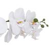 Clera Orchid With Ceramic Pot