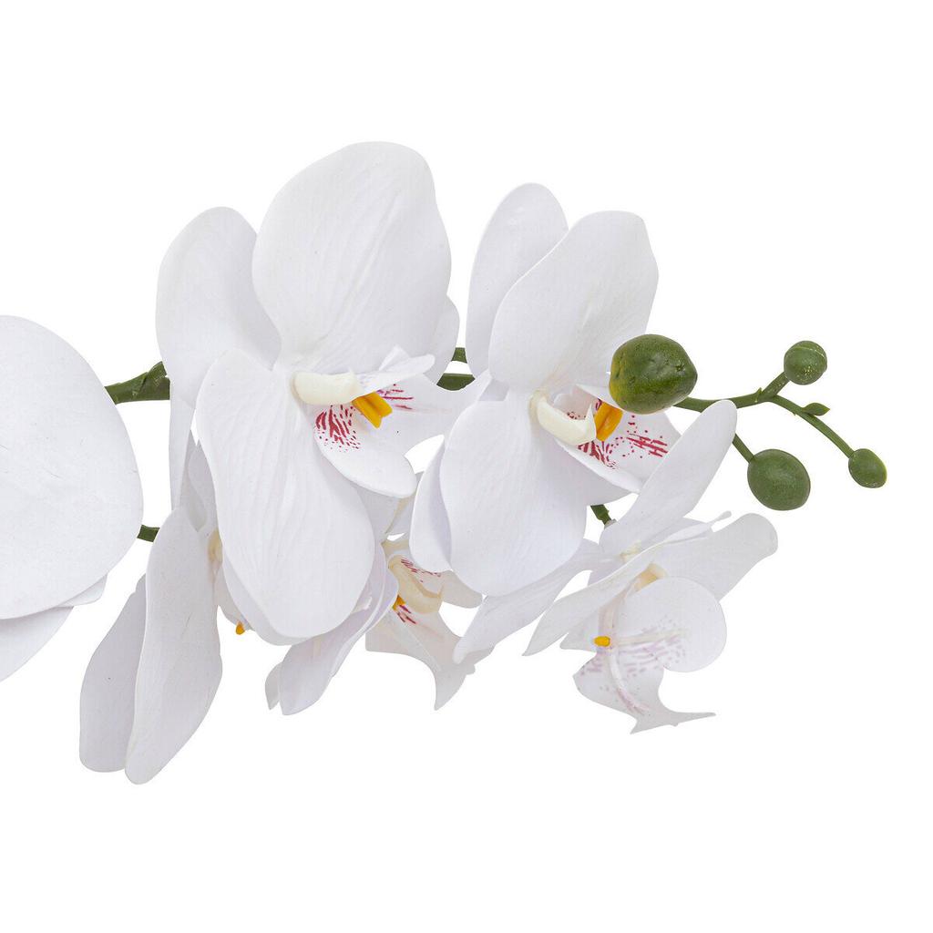 Clera Orchid With Ceramic Pot