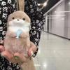 Cute Otters Holding Fish Plush Doll Keyrings Lightweight Hanging Pendant Props For School Bag Key Wallet Doll Toy Gifts 11cm