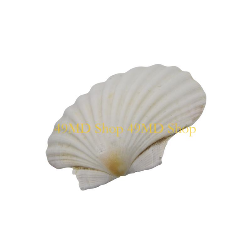 49MD Bulk White Scallops Shells for Painting, Baking, Ocean Themed Party Large Seashells Assortment Beach Decors