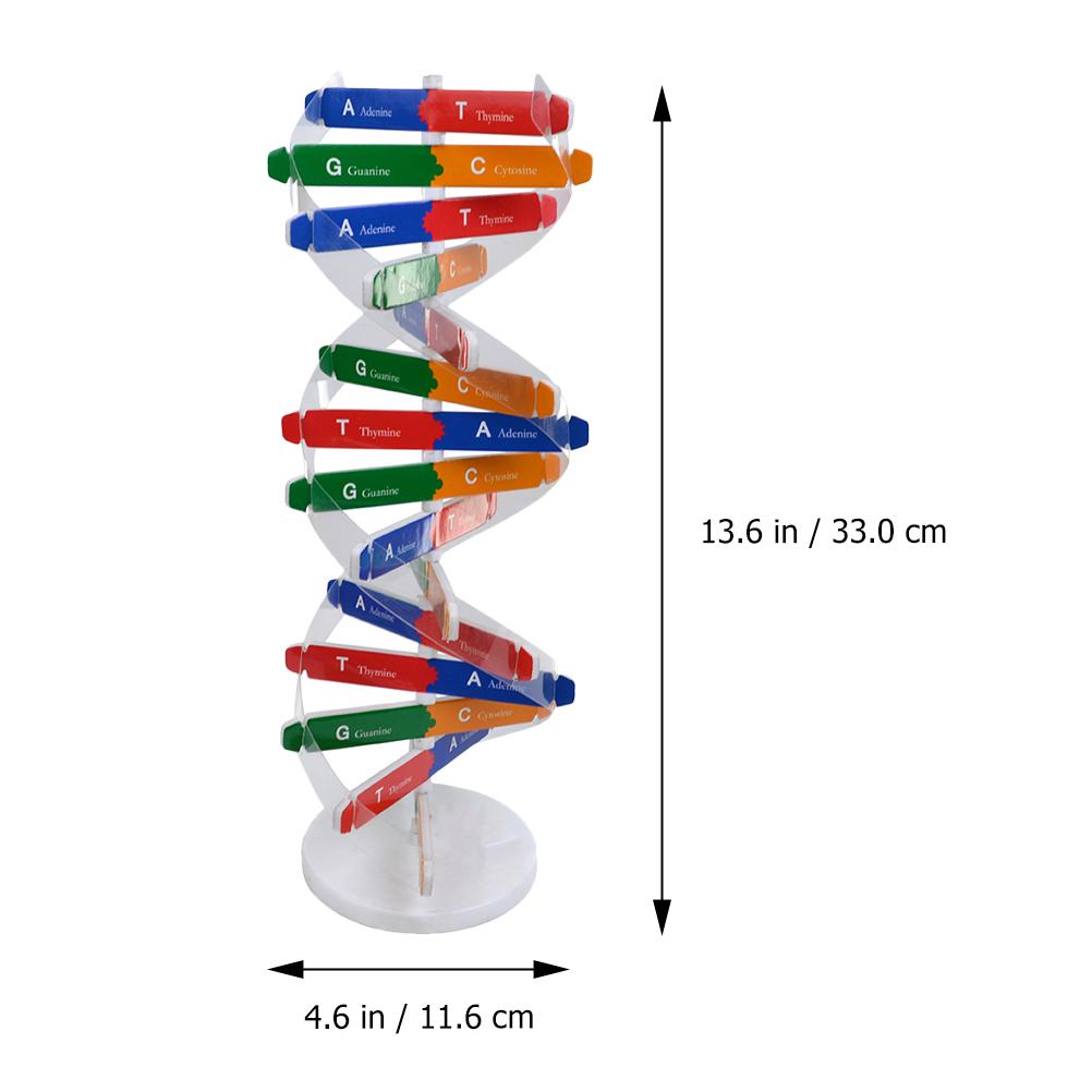Accurate Double Helix Model for Human Genes Education DIY Science Tool for Classroom Projects and Creative Learning