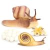 Plastic Growth Cycle Models Model Kids Toys
