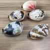 5Pcs Water Spraying Clam Toy Flower Armor Prank Shell Decompression Funny Simulation Toy For Kids