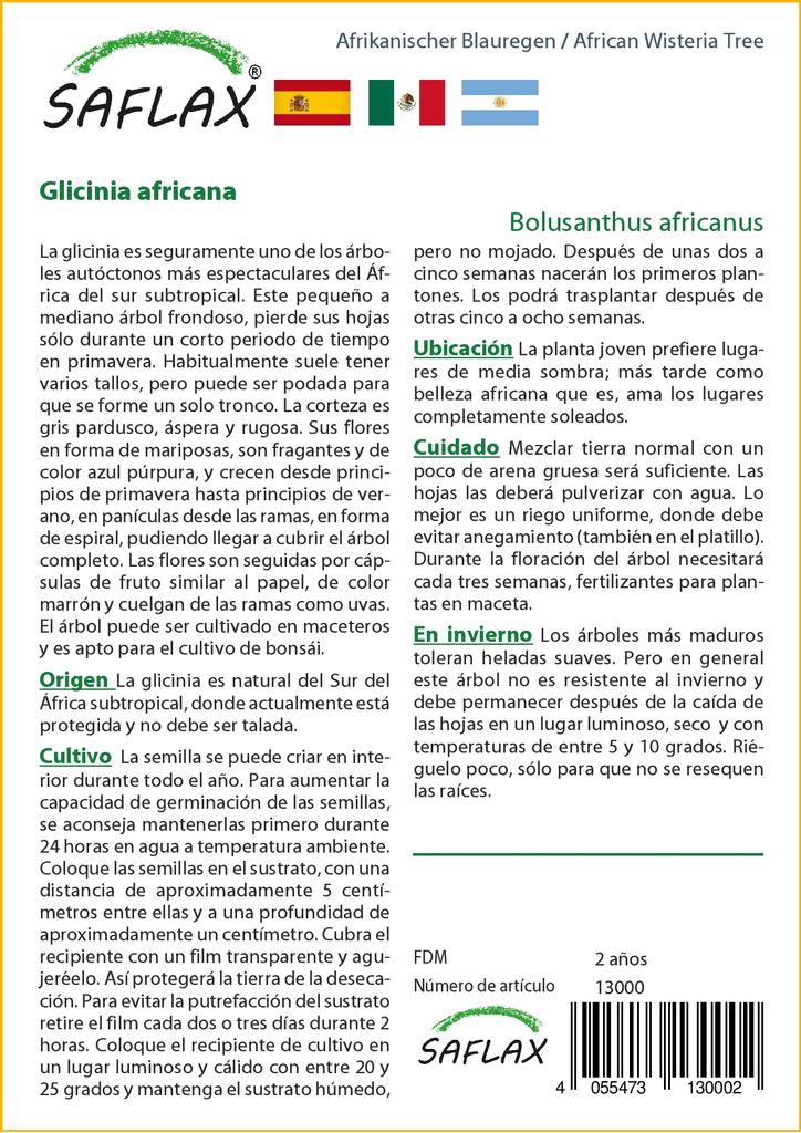 SAFLAX African Wisteria Tree - 15 Seeds - Bolusanthus Africanus