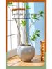 Spherical Cement Flower Pot for Ficus, Orchids, and Green Plants - Ideal for Home, Living Room, Balcony, or Outdoor Use.