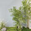 Zen Bamboo Bonsai Decor: Green Bamboo Plant for Home, Office, or Shop. Perfect for Living Room or Entryway.