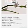 NOVO - Eau De Toilette Perfume - 3 Types
