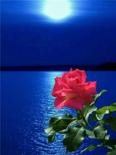 5D DIY Diament Malarstwo Nowy Kwiat Róży Dżetów Diament Haft Sprzedaż Krajobraz Nadmorski Mozaika Wystrój Domu