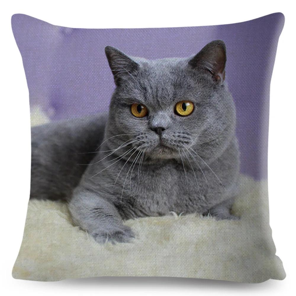 Housse de coussin British Shorthair bleu russe, taie d'oreiller en Polyester, décoration de chat mignon, Animal de compagnie, pour canapé, maison, voiture