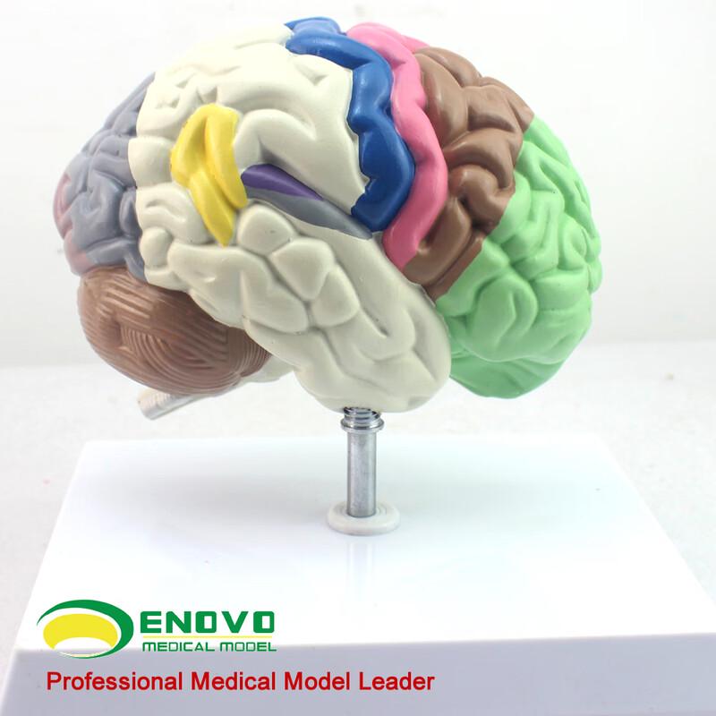 ENOVO Human Brain Functional Area Model