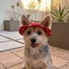 Cartoon Print Cat Bucket Hat Adjustable Pet Sun Cap Cute Dog Fisherman Hat  Small Dogs Cats