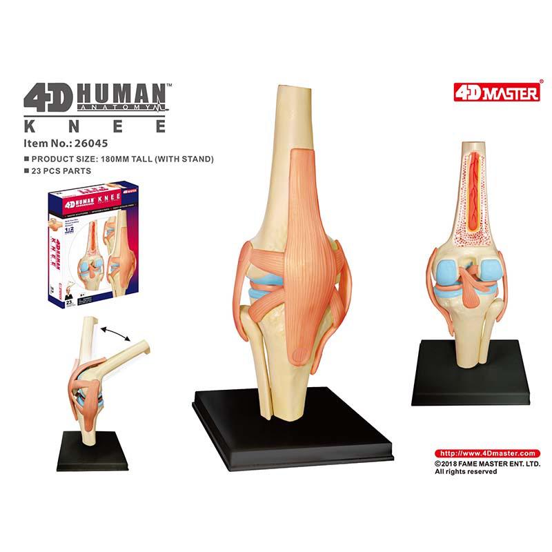 4D Human Knee Joint Model: Detachable, Bendable Orthopedic Teaching Tool for Small Joint Anatomy 26045