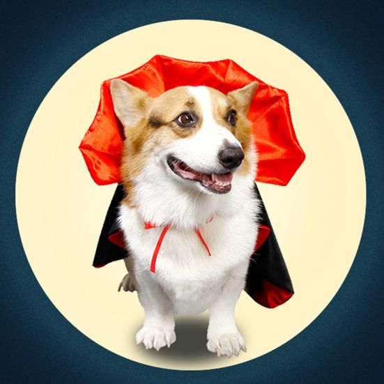 Halloween Pet Cloak Adjustable Dog Cat Bat Wings Cape Costume Spooky Halloween Party Cosplay Kitten Puppy Outfit Apparel Pet Supplies