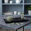 New Style Soilless Bonsai Air Plant Flower Stand