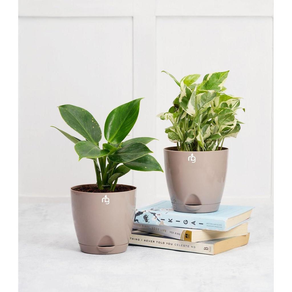 Combo of 8 Self Watering Flower Pots for Plants | Plastic Plant Pots | Planter Pots for Home, Indoor Living Room,Garden