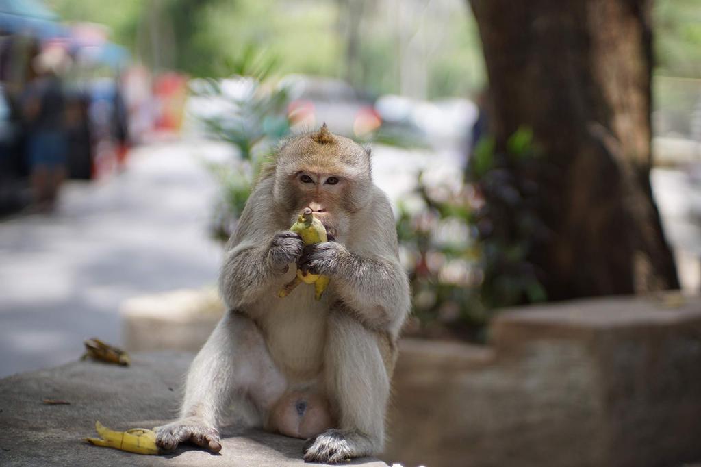 KAMLAN Interchangeable Lens Prime Lens 50mm for Sony Domestic Warranty Included KAM0010 [ ] F1.1 E-mount APS-C