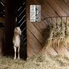 Vintage Goat Sign - Humorous 8x12 Inch Farmhouse Decor for Animal Lovers