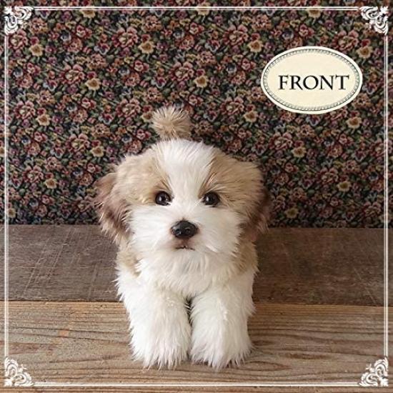 Ninian and Kino Plush Realistic Lying Approximately 40cm Long Dog, Down, (Shih Tzu)