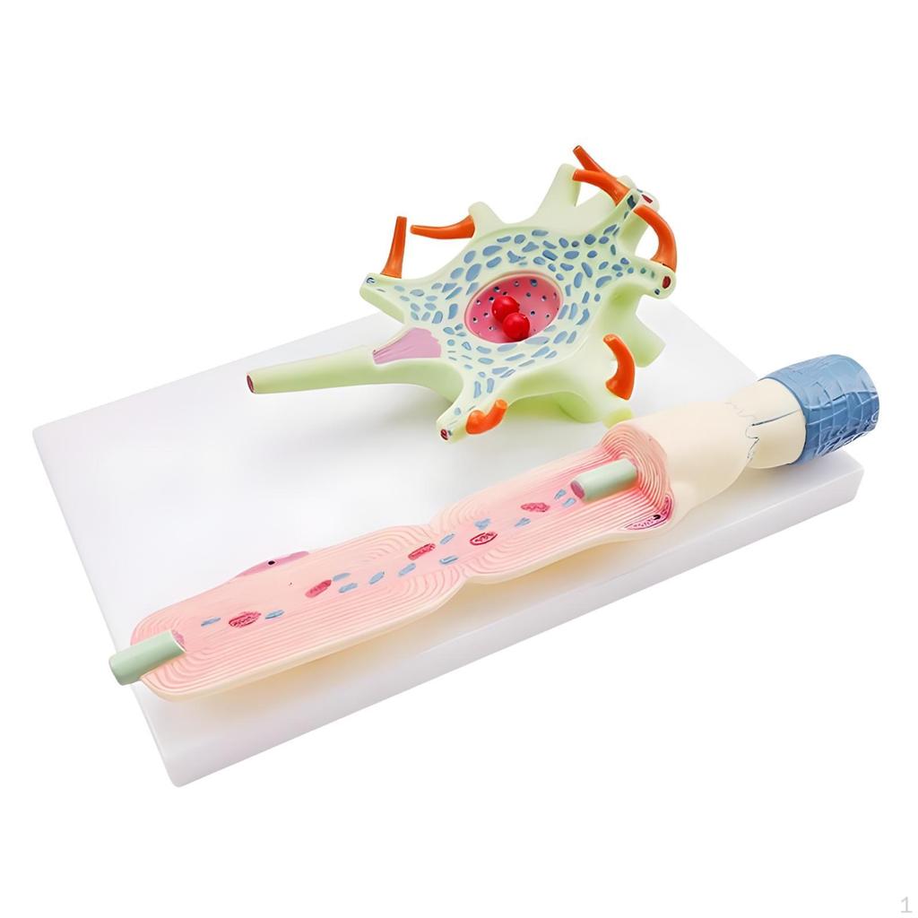 Neuronal Cell Model with Base Scientific Simulation Educational Human Organ Teaching Supply