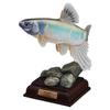 Japanese Fish Supplement Special Edition Gashapon Toys Sweetfish Sculpins Zacco Platypus Action Figure Model Ornaments Poseable Articulated Scale