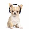 Adjustable Doll Headphones Toys Dolls Doll Headset Props DIY Doll Doll Earphone Model  Doll Decors