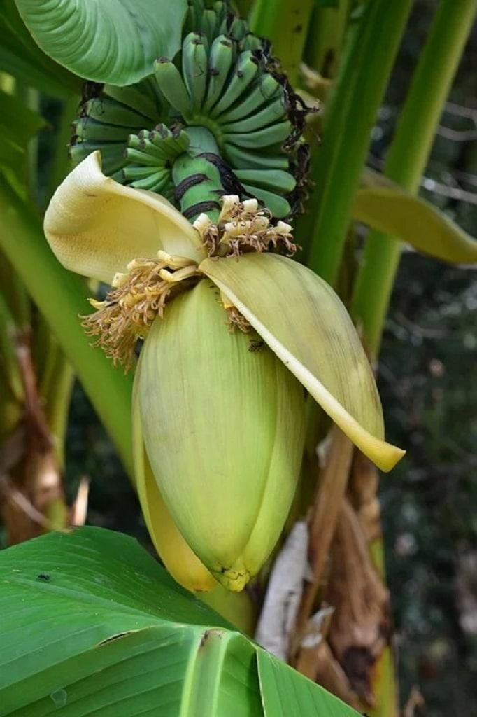 5 SAMEN VON MUSA THOMSONII-FRISCHE SAMEN