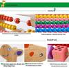 Multifunctional Wooden Abacus & Bead Maze for Baby's Hand-Eye Coordination and Early Education