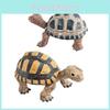 Figurine Animale de Collection Modèle Tortue Terrestre en PVC Pour Enfants Présentation Éducative