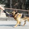 Interactive Dog Toy for Puppy Training Chew Pillow with Jute Rope Fetch Play Bite Resistant Chewing Supplies for Aggressive