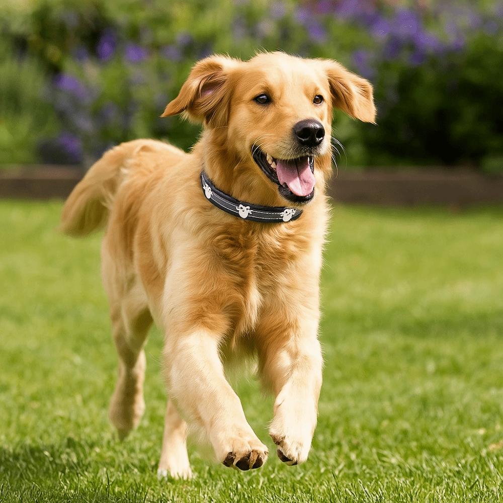 Cute Leather Reflective Dog Collar Adjustable Soft Dog Footprint Collar Decorative Metal Buckle Rivets Pet Collar Pet Supplies