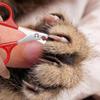 Cat Nail Scissors PetDog Nail Clippers Toe Claw Trimmer Professional Pet Grooming Products Sharps Angled Blade Tool