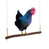 Bird Climird Climbing Beads Perch Parrot Cage Toy Swing with Hooks Hanging Chew Toy for Rooster Hen Playing