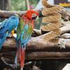 Bird Rope Perch High Quality Wear Resistant Climbing Stand for Small Parrots Parrot Rope Swing Bird Cage Perch Accessory