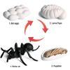 Montessori Cognitive Models: Sea Turtle, Hen, Frog, Snail, Butterfly, Bee Growth Cycle Toys