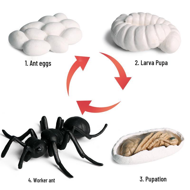 Montessori Cognitive Models: Sea Turtle, Hen, Frog, Snail, Butterfly, Bee Growth Cycle Toys