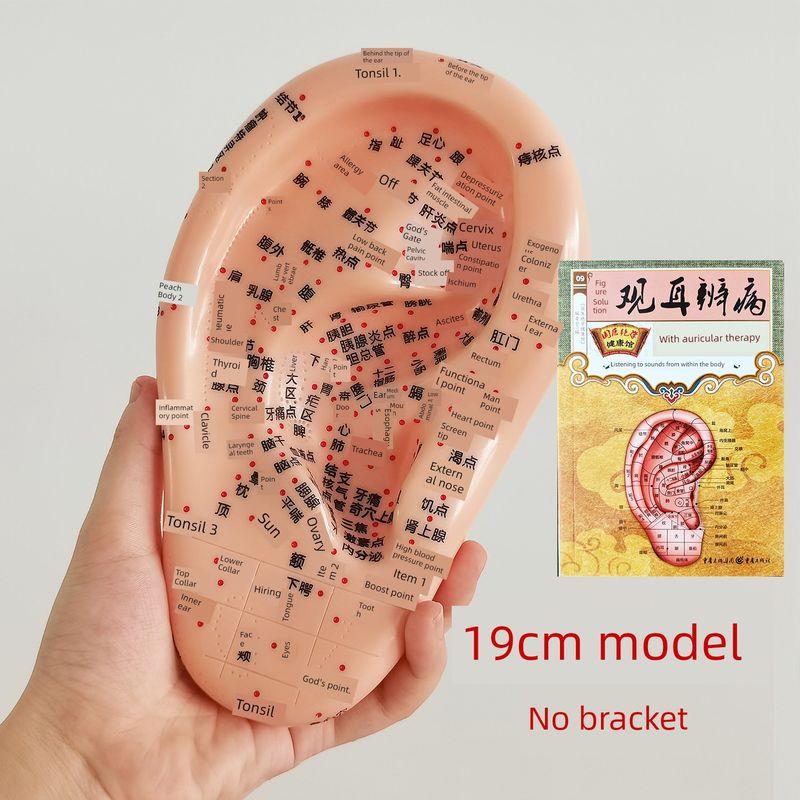 Teaching Version Auricular Points Model Multi-Acupoint Acupuncture Ear Acupuncture Model Auricular Points Mold Extra Large Ear Model with Bracket