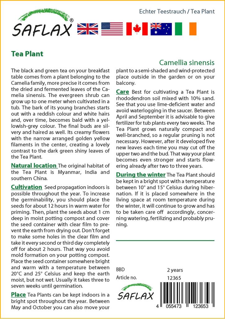 SAFLAX Čajovník - 6 semen - Se substrátem pro lepší pěstování - Camellia sinensis