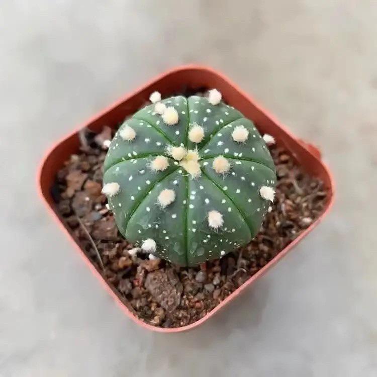 Indoor Flowering Cactus Succulent for Desk or Balcony