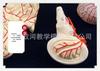 Natural Size Head Anatomy Model with Cerebral Arteries, 4-Part Mid-Sagittal Brain Section