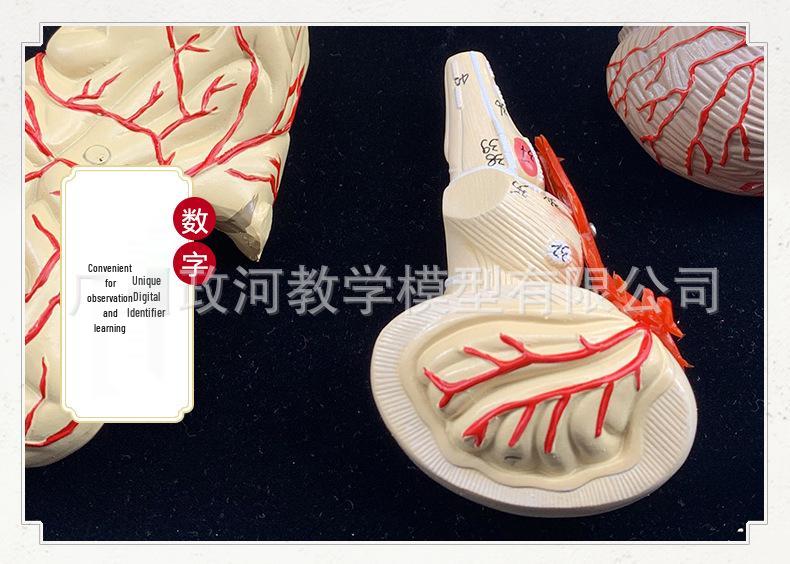 Natural Size Head Anatomy Model with Cerebral Arteries, 4-Part Mid-Sagittal Brain Section