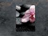GLAS-SCHNEIDEBRETT 35x52 ORCHIDEE