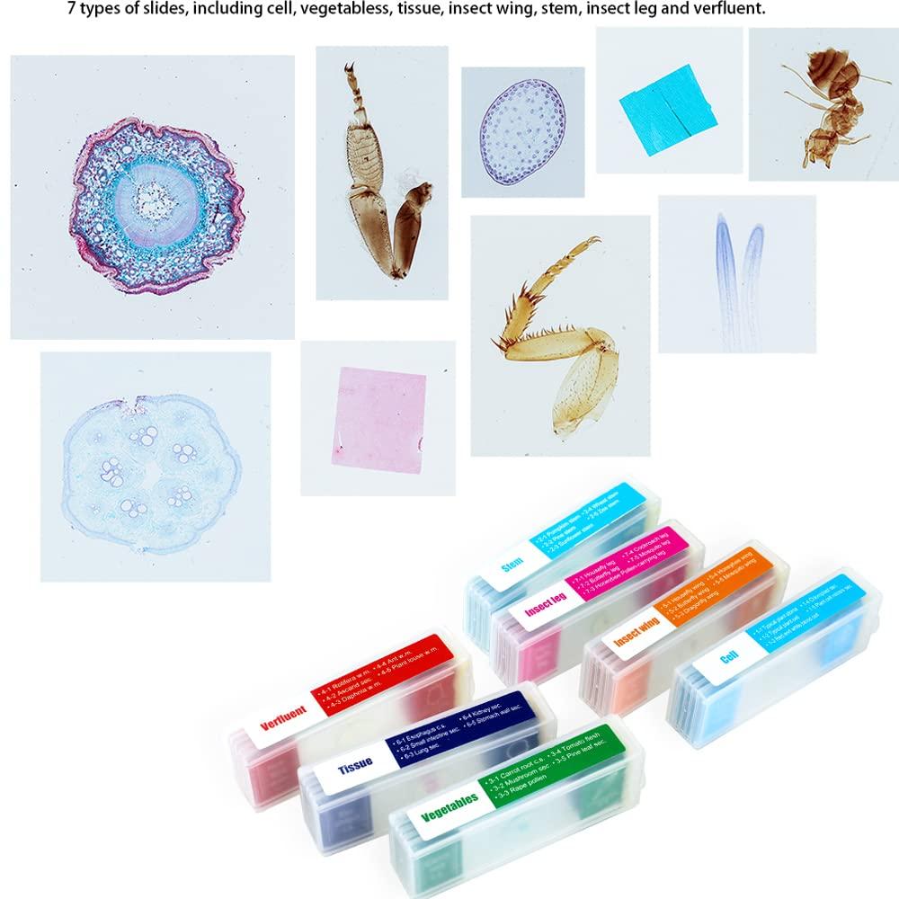 WOYUE Microscope Slides, 35 Colorful Biological Microscope Specimen Slides for Primary and Secondary Use, Gift