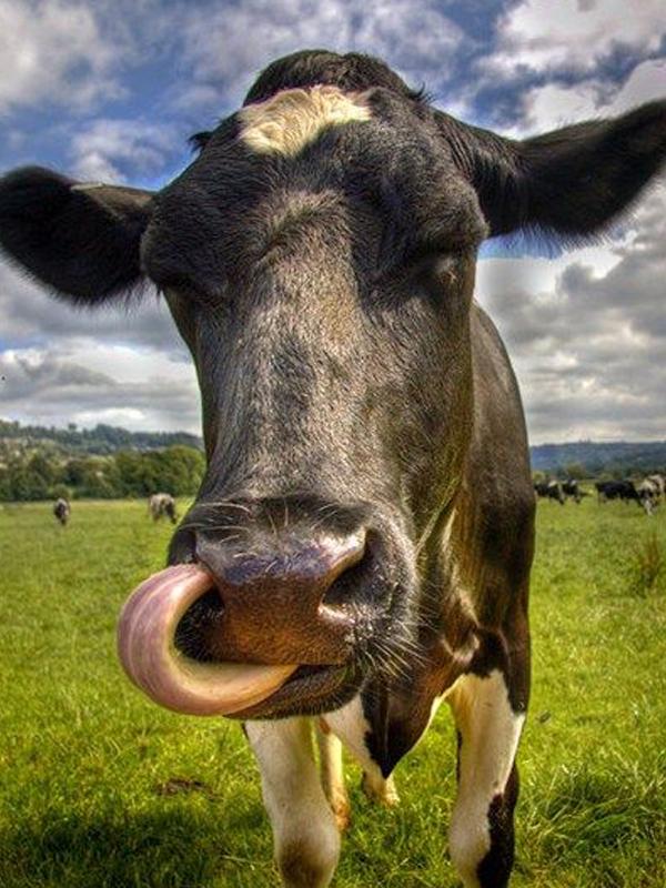 Dimond Painting Animal 5D Diamantová malba Křížovým stehem Diamantové malování Full Drill