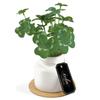 Kishima Artificial Fake Artificial Flower Air S Size Plant, Green, Non-Wilting Green, Catalytic, Deodorizing, Antibacterial, Purifying, Clover,