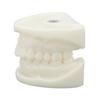 Tooth Model Educational Simulation White Corundum Dental Model for Teaching Study Supplies