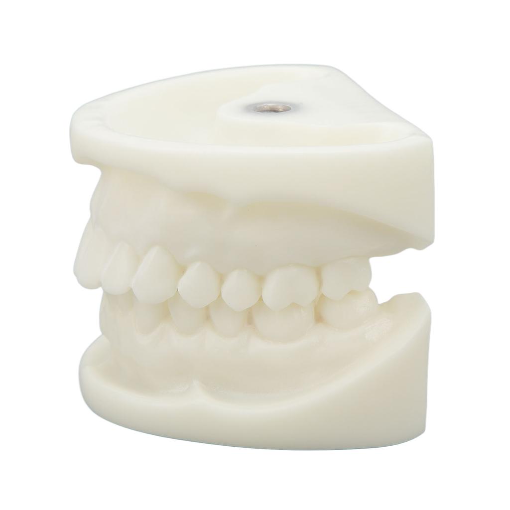 Tooth Model Educational Simulation White Corundum Dental Model for Teaching Study Supplies